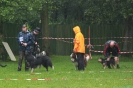 Dog-Walk_29 Dog-Walk_29